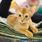 «Гран-При Royal Canin 2017»