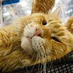 «Гран-При Royal Canin 2017»