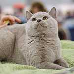 «Гран-При Royal Canin 2017»