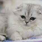 «Гран-При Royal Canin 2017»