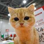 «Гран-При Royal Canin 2017»