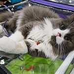 «Гран-При Royal Canin 2017»