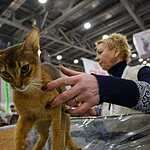 «Гран-При Royal Canin 2017»