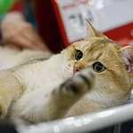 «Гран-При Royal Canin 2017»