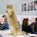 «Гран-При Royal Canin 2017»