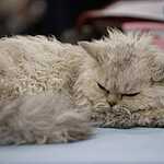 «Гран-При Royal Canin 2017»