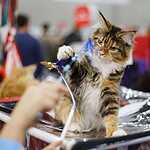 «Гран-При Royal Canin 2017»