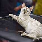 «Гран-При Royal Canin 2017»