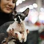 «Гран-При Royal Canin 2017»