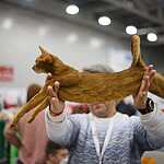 «Гран-При Royal Canin 2017»