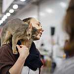 «Гран-При Royal Canin 2017»