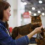 «Гран-При Royal Canin 2017»