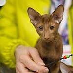 «Гран-При Royal Canin 2017»