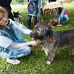 Выставка собак из московских приютов