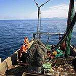 Прибрежный промысловый лов камбалы в акваториях Приморского края
