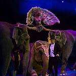 В Астрахани проходит Карнавал слонов