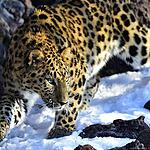 Дальневосточный леопард Leo M31
