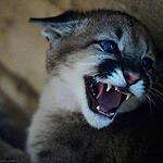 Трёхмесячный котёнок пумы в зоопарке «Чудесный» под Уссурийском