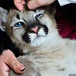 Трёхмесячный котёнок пумы в зоопарке «Чудесный» под Уссурийском