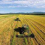 Уборка пшеницы в Приморском крае