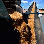 Уборка пшеницы в Приморском крае