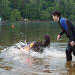 Водоплавающие собаки не дадут утонуть на московских пляжах
