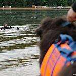 Водоплавающие собаки не дадут утонуть на московских пляжах
