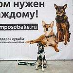 Выставка собак «Россия-2017»